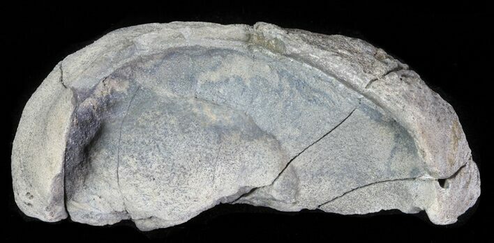 Fossil Whale Ear Bone - Miocene #63536